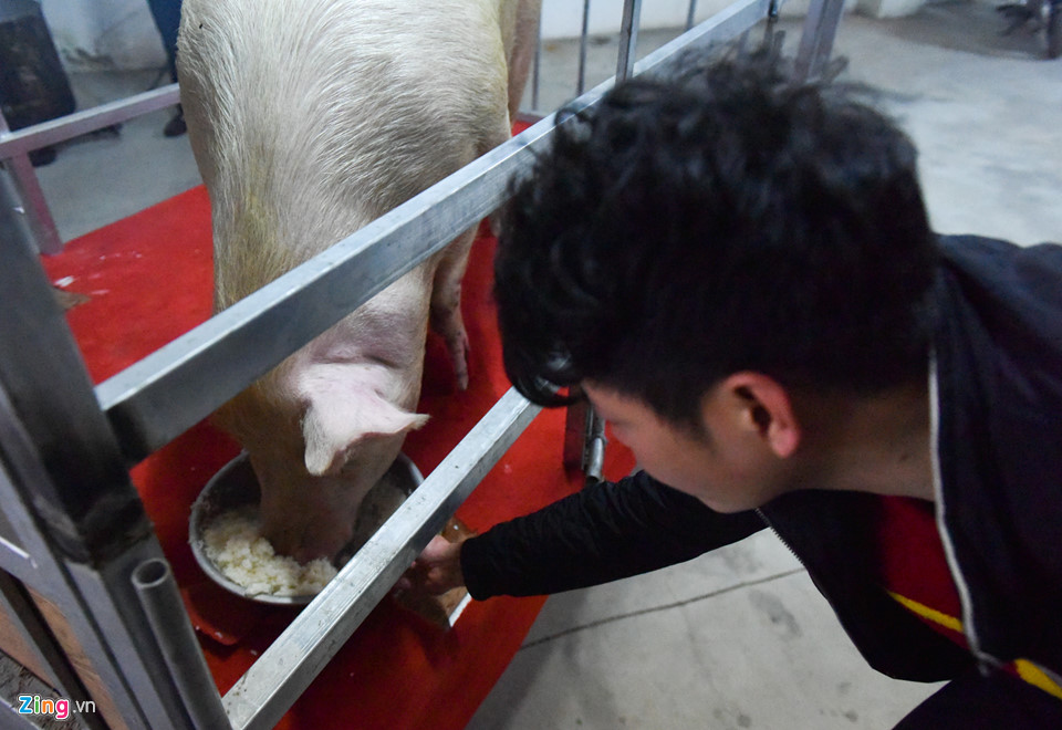 Ông lợn ngày ăn hoa quả, đêm ngủ mắc màn ở hội rước La Phù